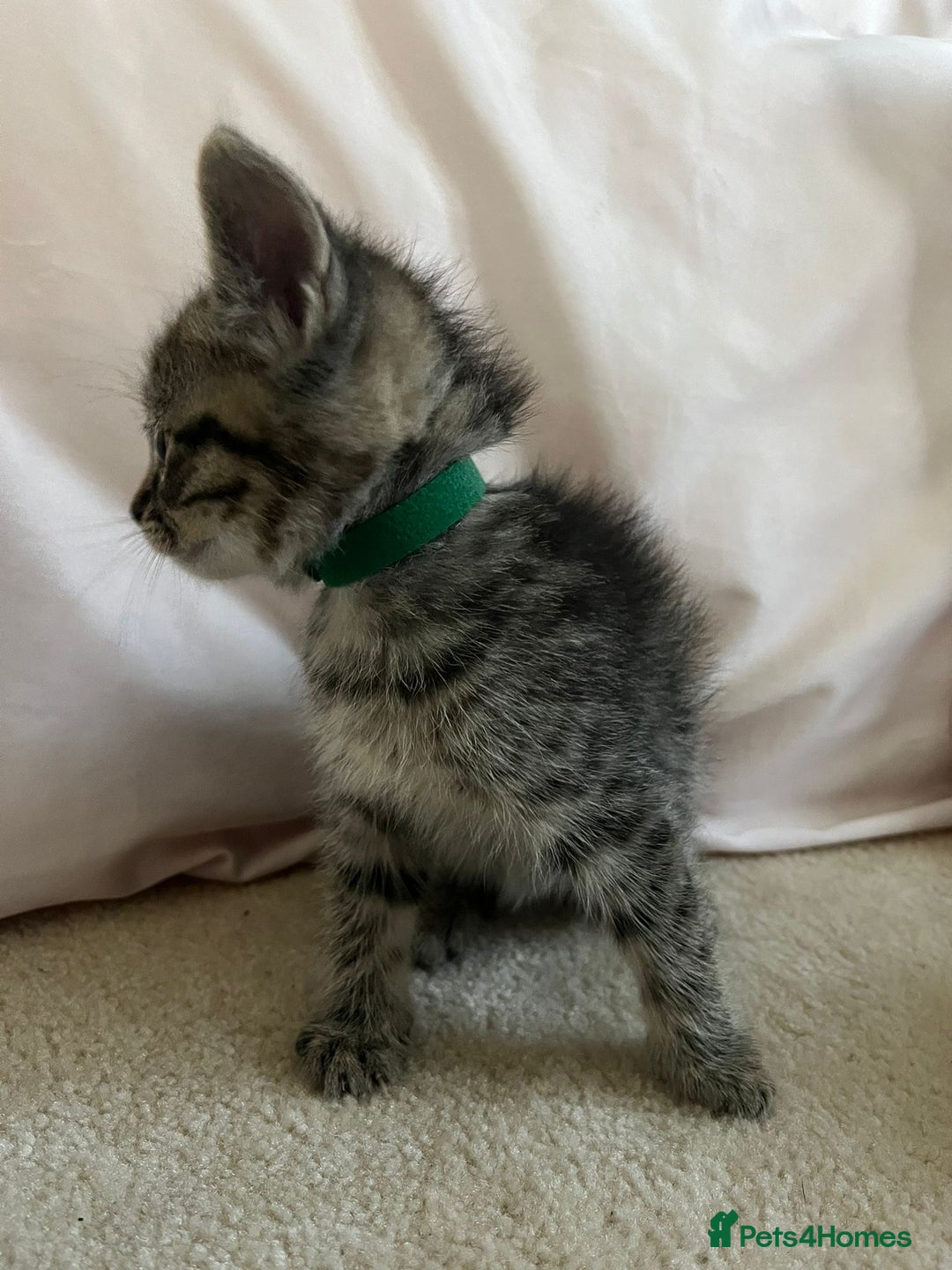 Ragdoll cats for sale: Ragdoll X Kittens - Image 15