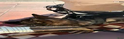 Mixed Breed dogs for sale: Incredible Belgian MalinoisxGerman shepherd pups - Advert 13