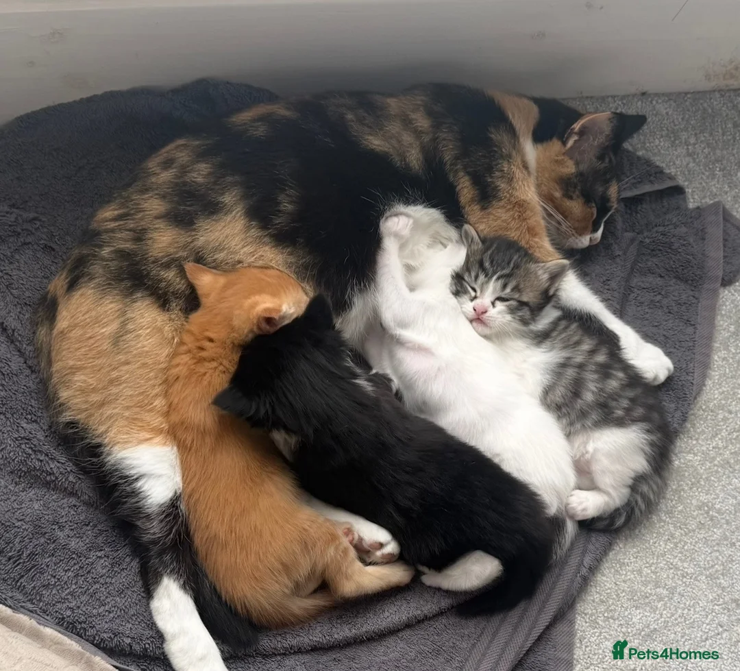 Mixed Breed cats for sale: Beautiful kittens , ready now !! - Advert 1