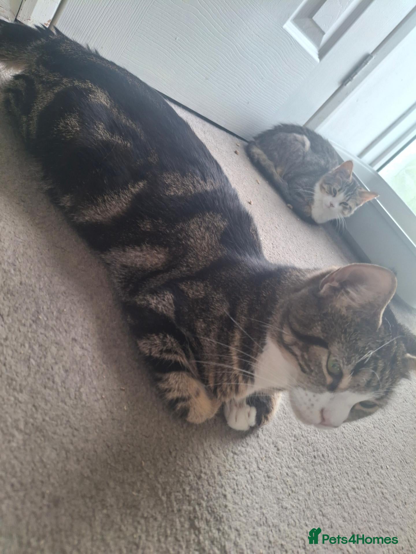 Mixed Breed cats Little Pua (Moana) - Advert 2