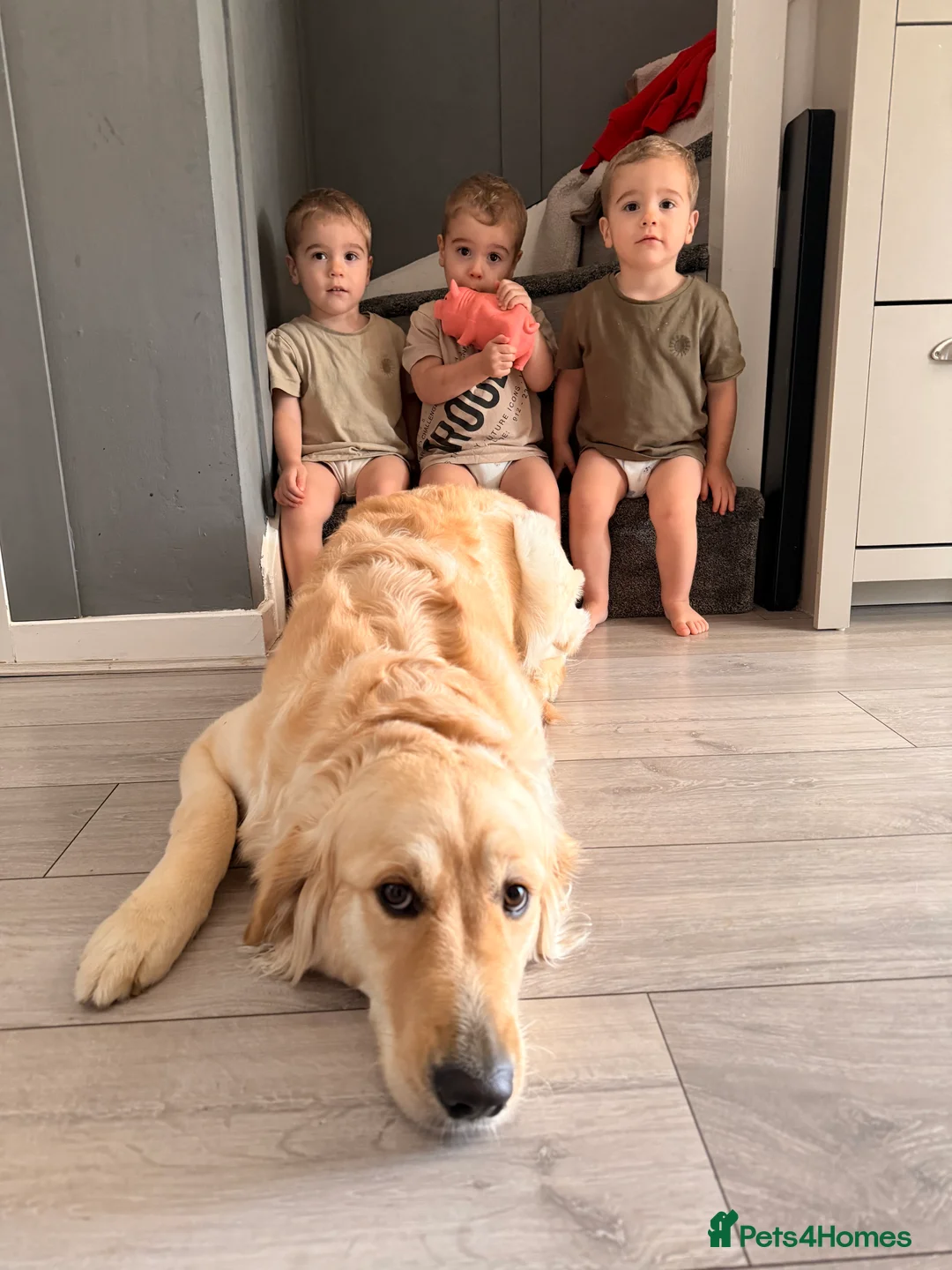 Golden Retriever dogs for sale: Stunning golden girl for sale.  - Advert 12