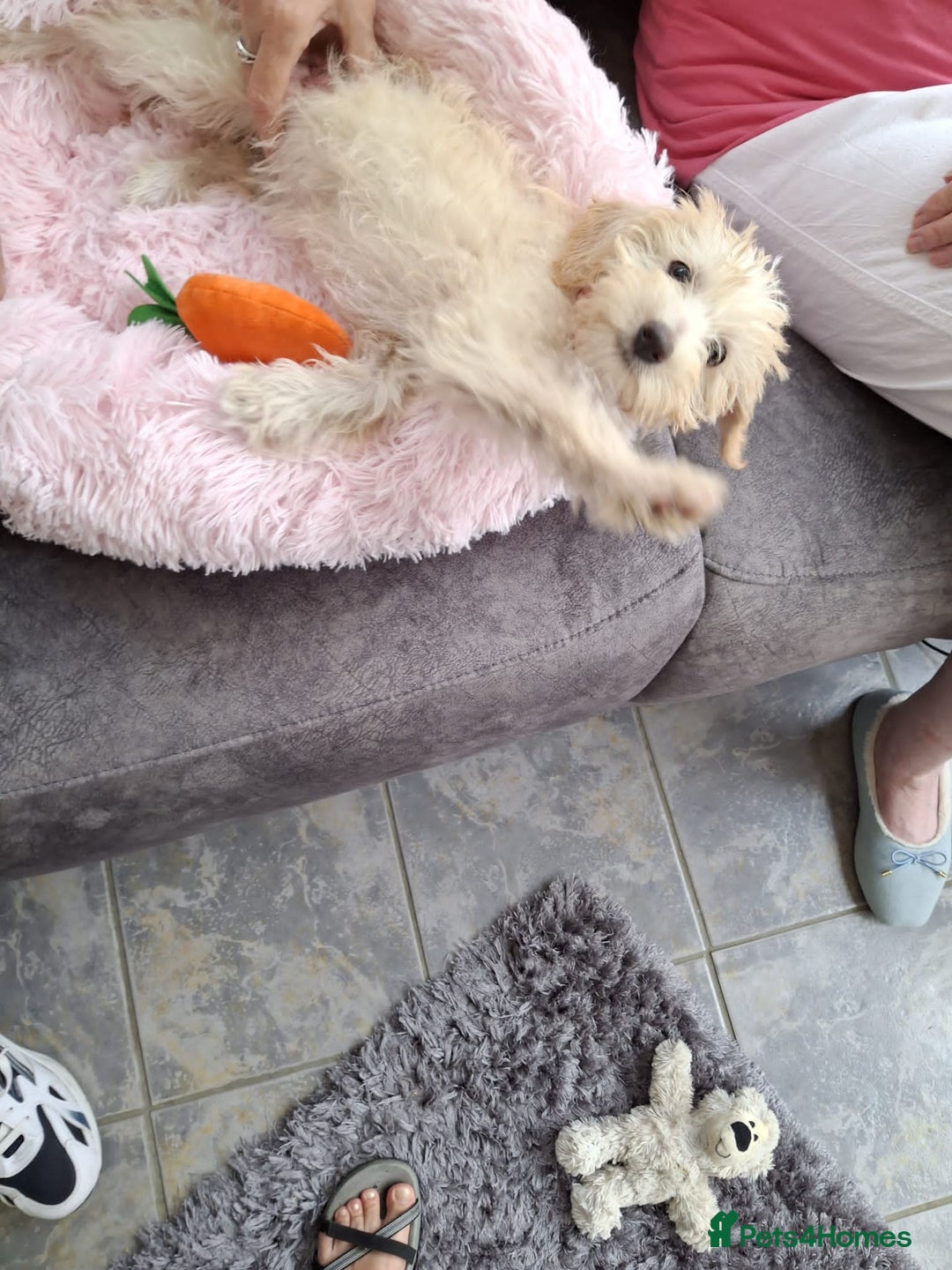 Mixed Breed dogs for sale: Chinese crested X toy poodle (crestipoo) - Image 5