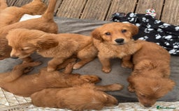 Golden Retriever dogs for sale: Dark fox red KC golden retriever puppies - Image 5