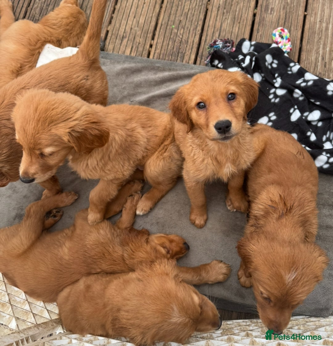 Golden Retriever dogs for sale: Dark fox red KC golden retriever puppies - Image 5