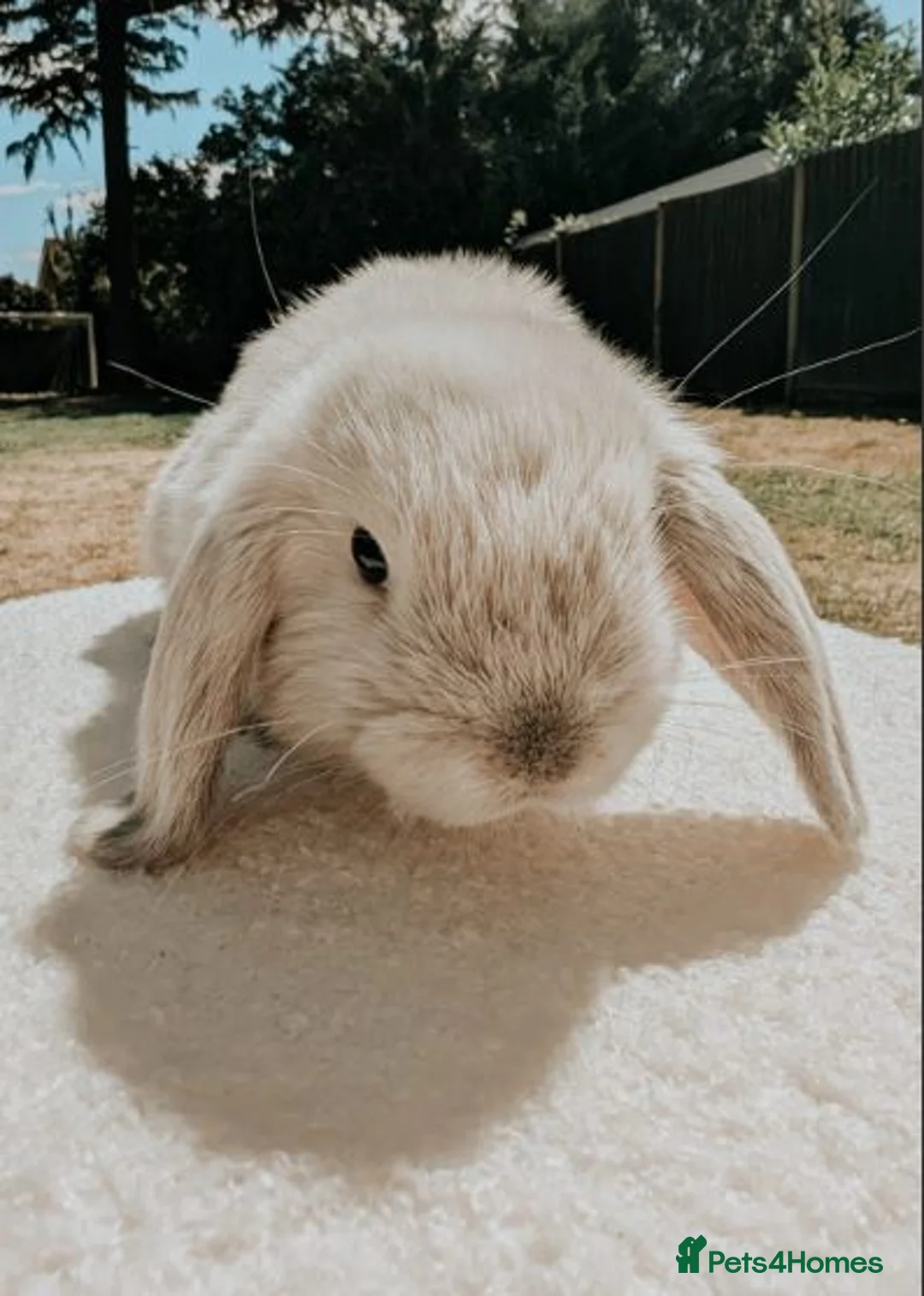 Mini Lop rabbits for sale: Pure Bred Mini Lops - Advert 9