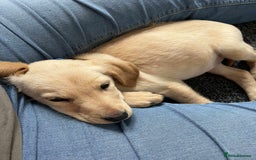 Labrador Retriever dogs for sale: Labrador - Image 2