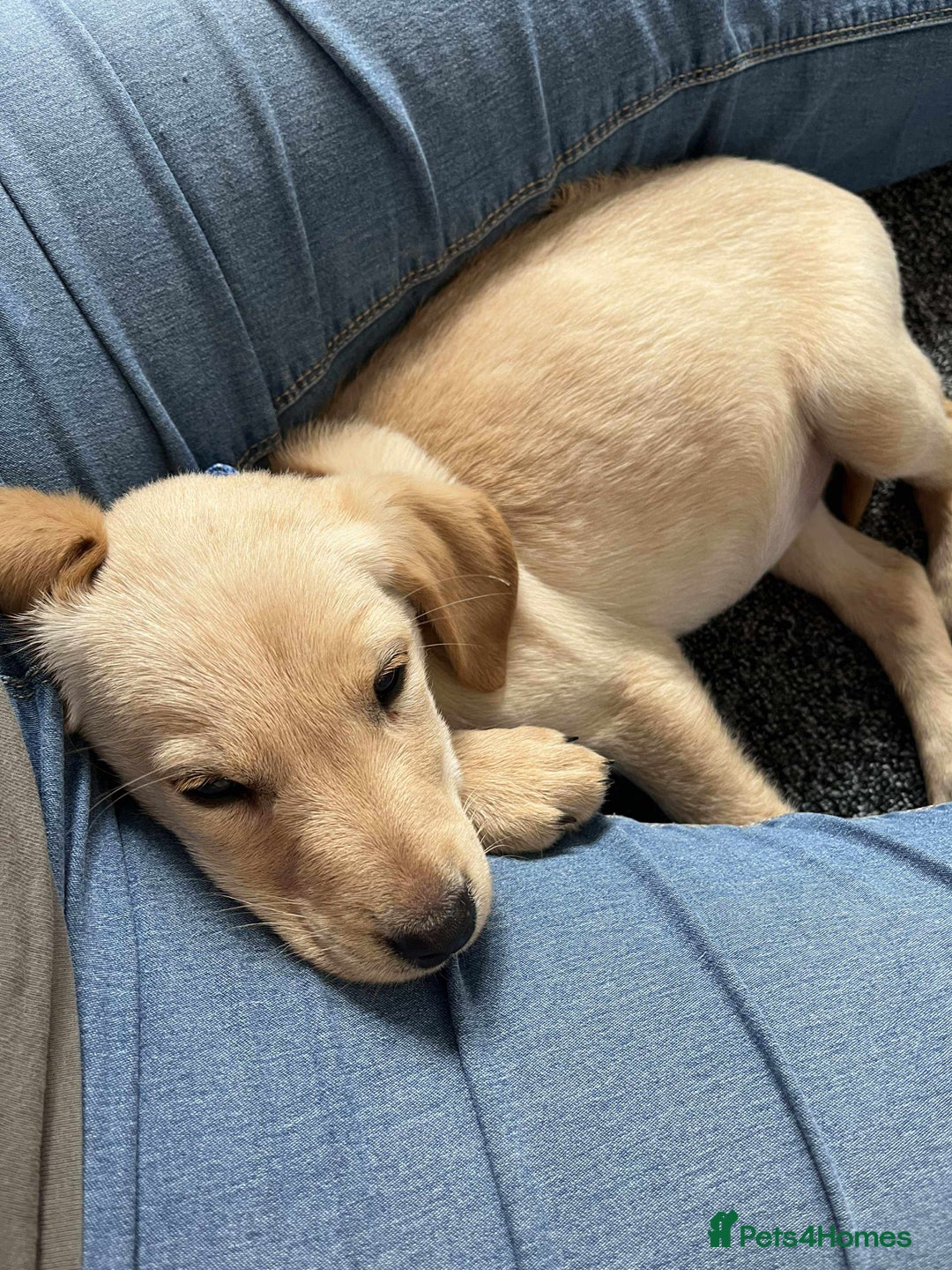 Labrador Retriever dogs for sale: Labrador - Image 2