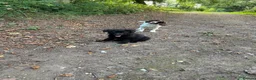 German Shepherd dogs for sale: Female German shepherd  - Advert 4