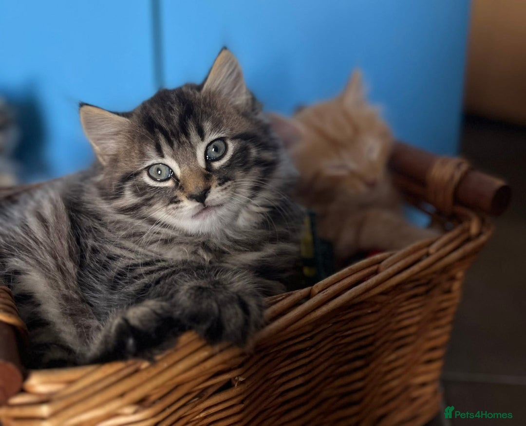 Mixed Breed cats for sale: Beautifull fluffy kittens  - Image 5
