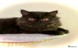 British Longhair cats for sale: Champion line kittens - Image 18