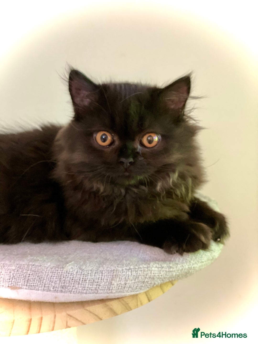 British Longhair cats for sale: Champion line kittens - Image 18