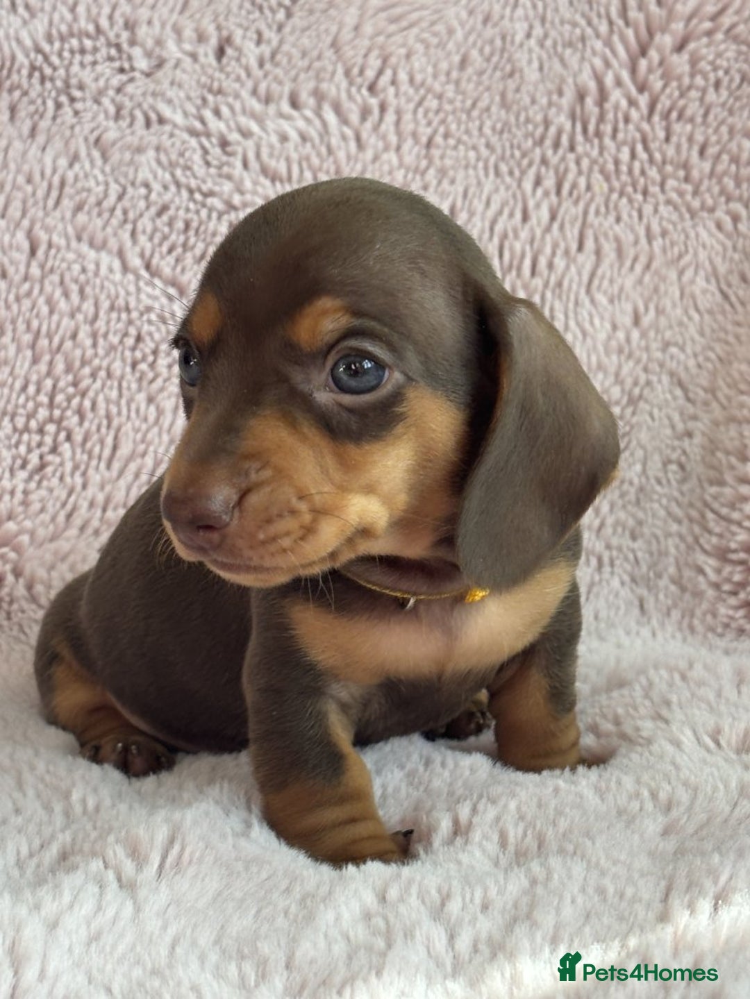 Miniature Dachshund dogs for sale: BEAUTIFUL MINIATURE DACHSHUNDS PUPPIES - Image 11