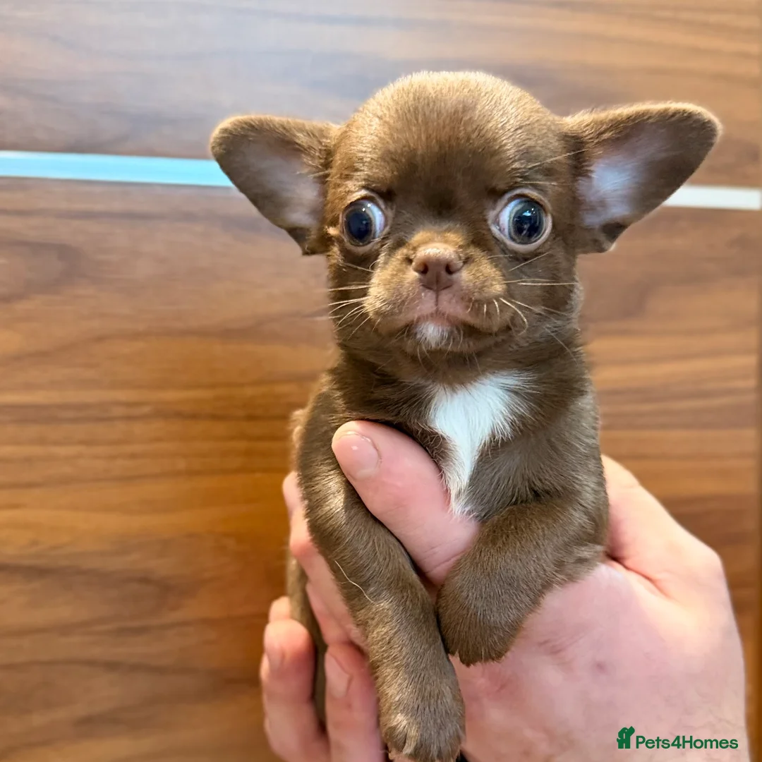 Chihuahua dogs for sale: Chihuahua girls  - Advert 1