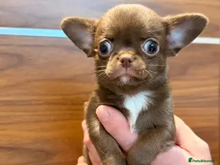 Chihuahua dogs Chihuahua girls - Advert 4