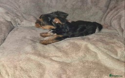 Yorkshire Terrier dogs for sale: Special offer!!! Gorgeous Yorkie puppies - Image 3