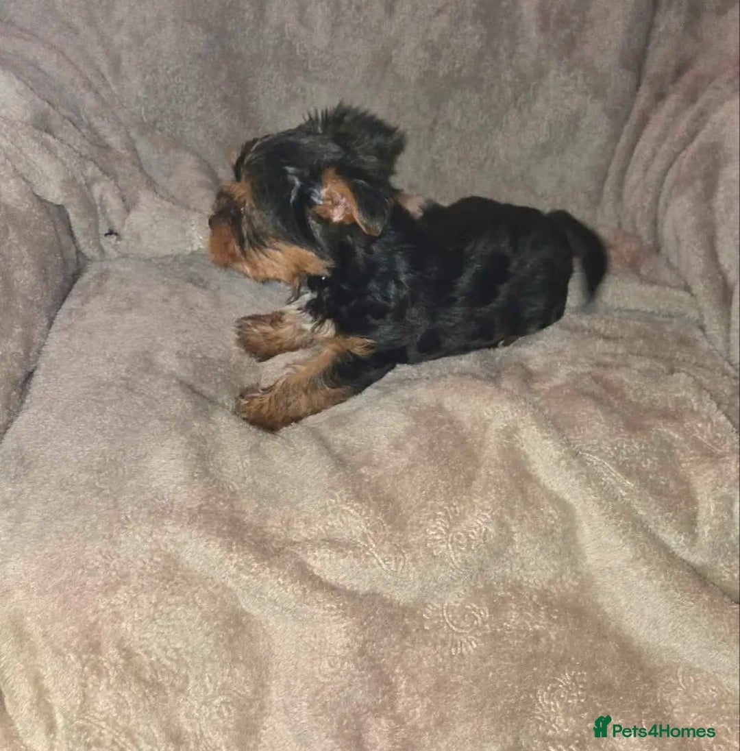 Yorkshire Terrier dogs for sale: Special offer!!! Gorgeous Yorkie puppies - Image 3