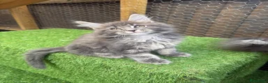 Maine Coon Kitten red collar