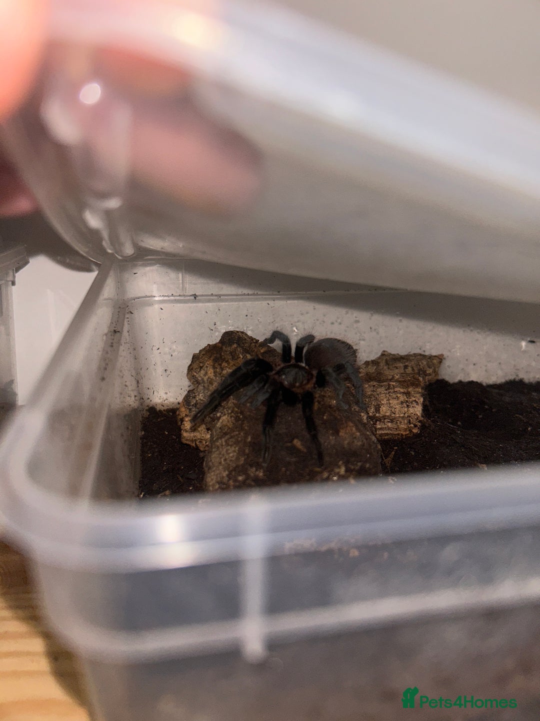 Mixed Breed invertebrates for sale: INVERT FREE REHOMING SERVICE - Advert 1