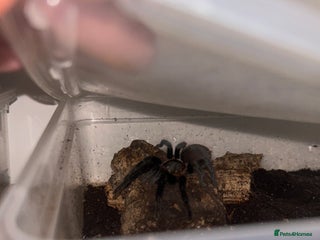 Mixed Breed invertebrates INVERT FREE REHOMING SERVICE - Advert 1