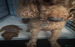 Toy Poodle dogs for sale: Deep red extra Tiny toy poodle KC registered puppy - Image 8