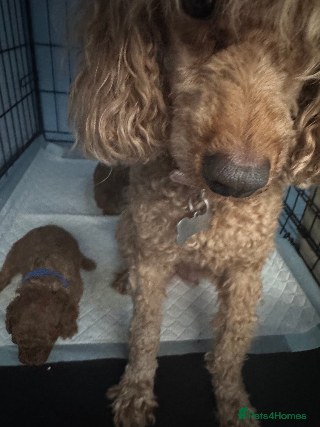 Toy Poodle dogs for sale: Deep red extra Tiny toy poodle KC registered puppy - Image 8