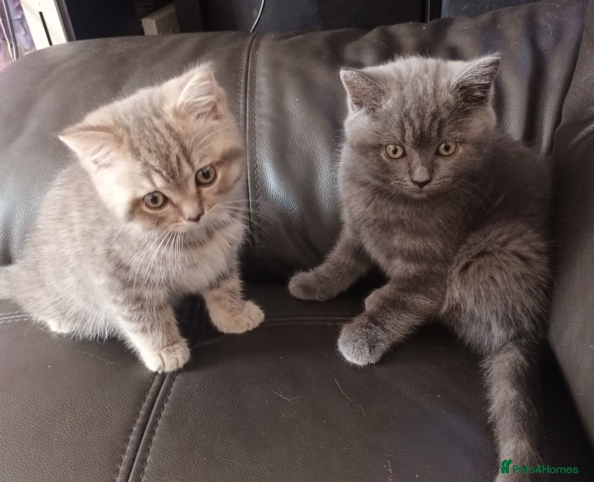 British Shorthair cats British short hair kittens - Advert 11