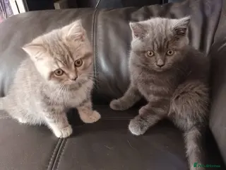 British Shorthair cats British short hair kittens - Advert 11