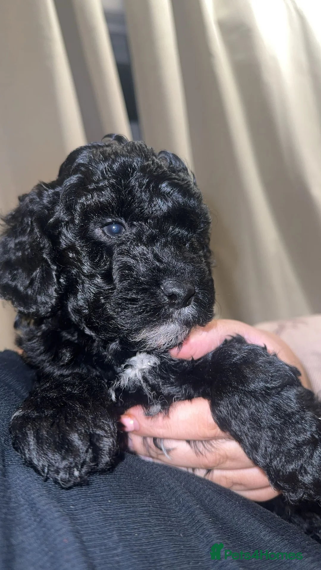 Cockapoo dogs for sale: Cockapoo puppy’s  - Advert 10