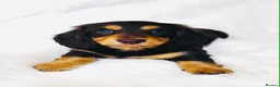 Miniature Dachshund dogs for sale: KC Chocolate & Tan Long Haired Miniature Dachshund - Advert 1