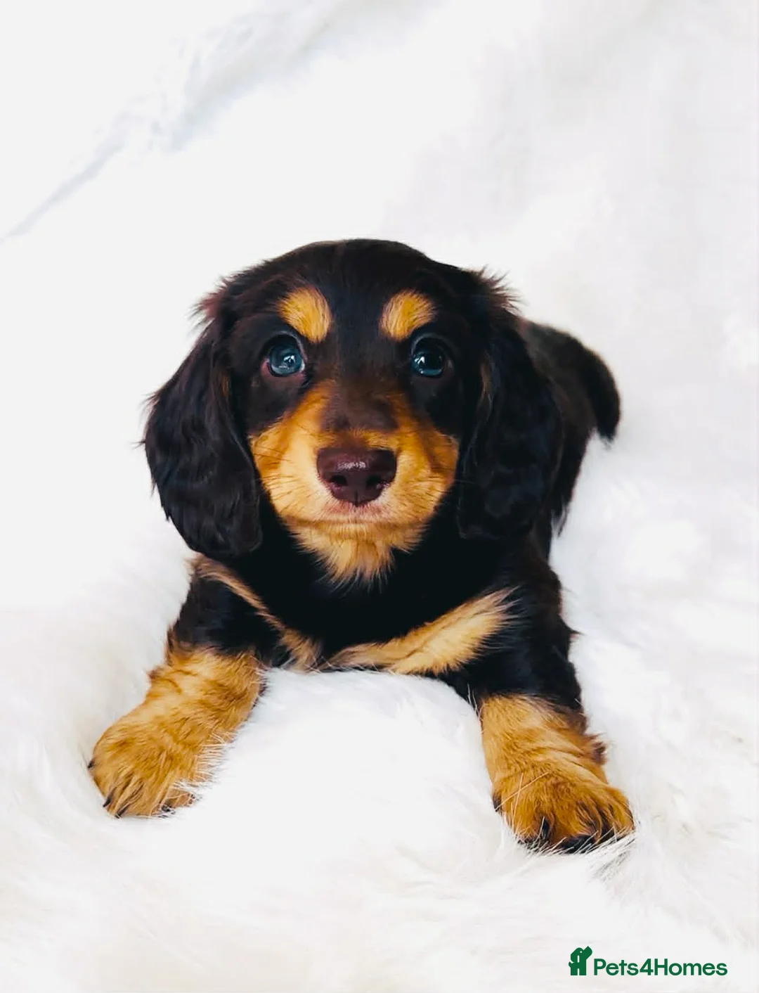 Miniature Dachshund dogs for sale: KC Chocolate & Tan Long Haired Miniature Dachshund - Advert 1