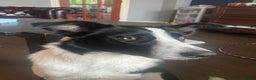 Mixed Breed dogs for sale: Border Collie x Whippet  - Advert 2