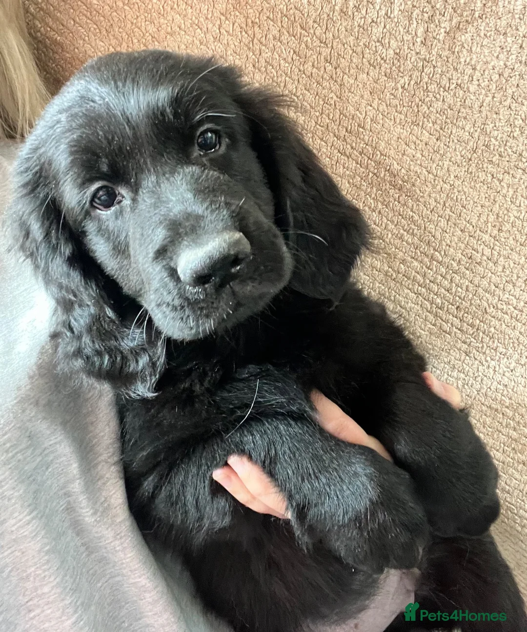 Goldador dogs for sale: Golden retriever 3/4 x 1/4 Labrador puppies - Advert 2