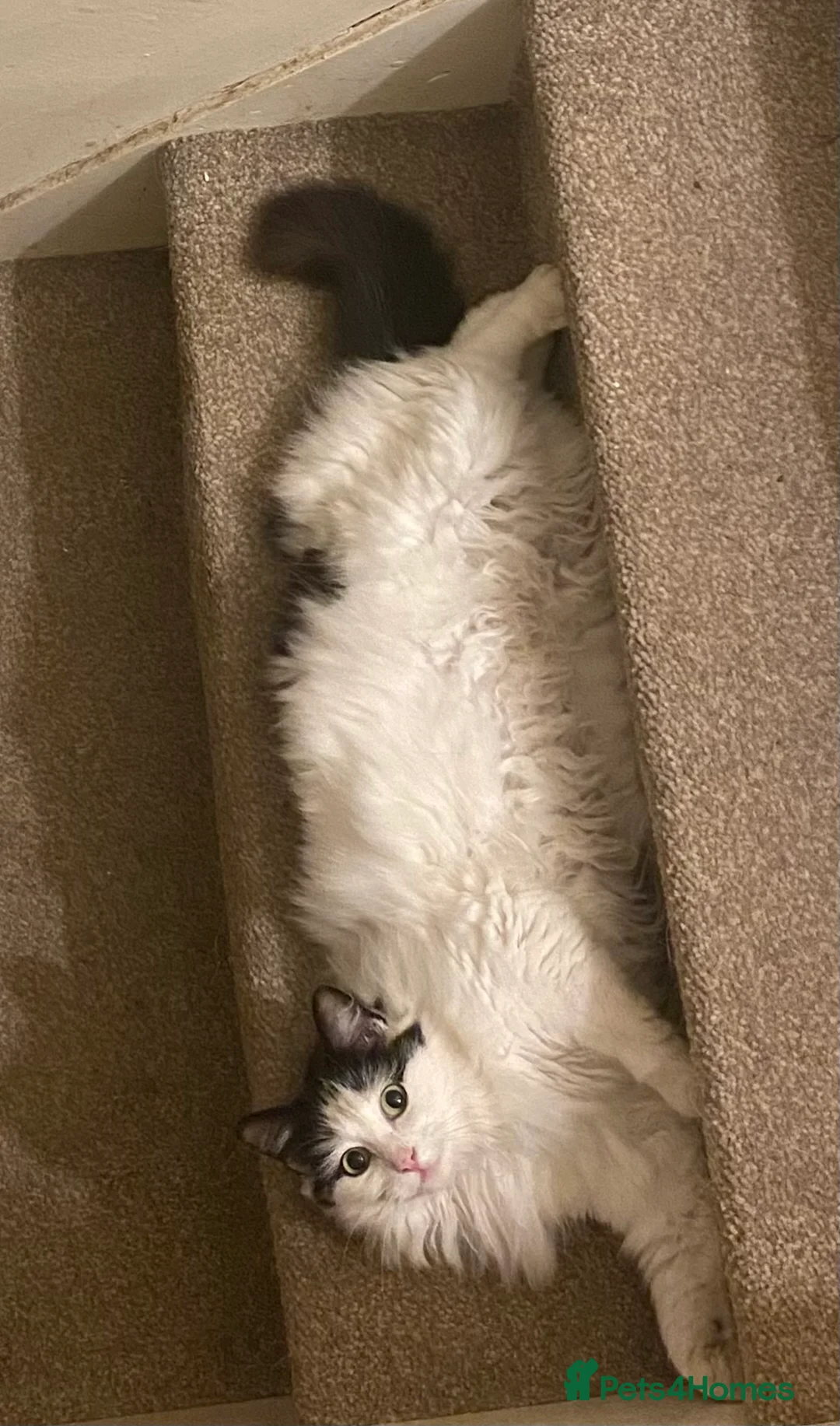 Mixed Breed cats for sale: Leah and Spotty - Advert 3