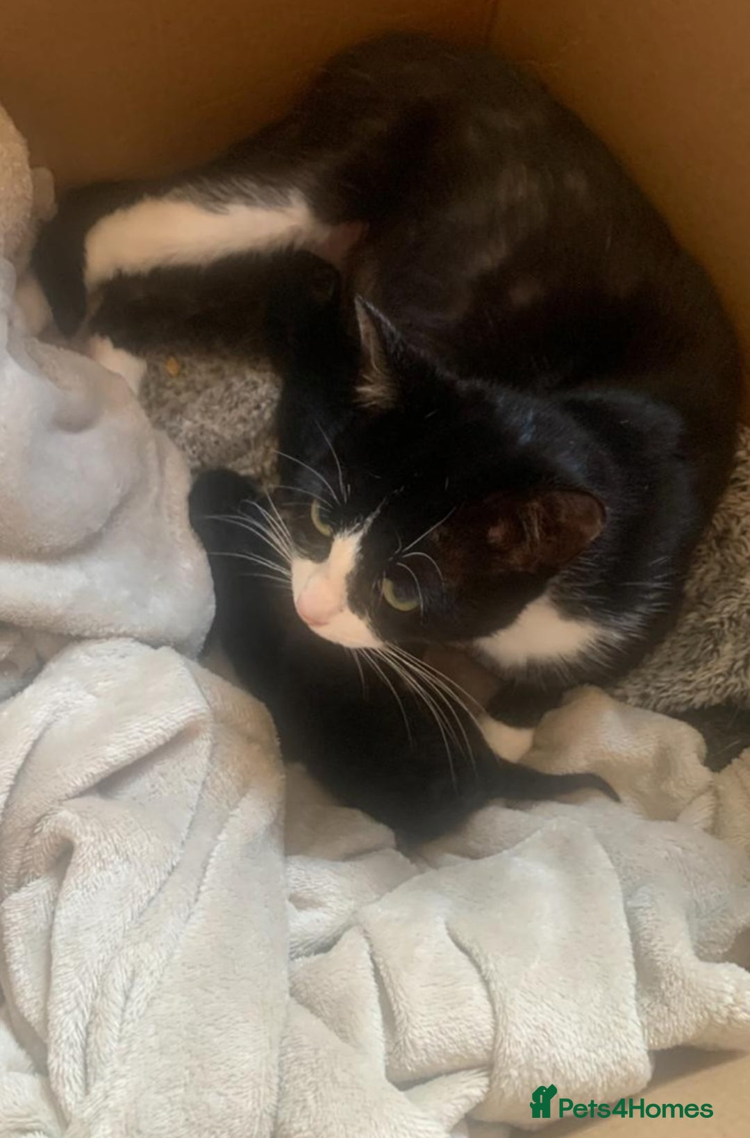 Mixed Breed cats for sale: Pure black male kitten - Advert 2