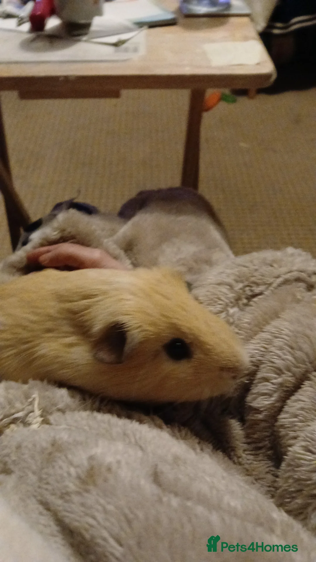 Mixed Breed rodents for sale: Two male guinea pigs in Aldershot - Advert 5