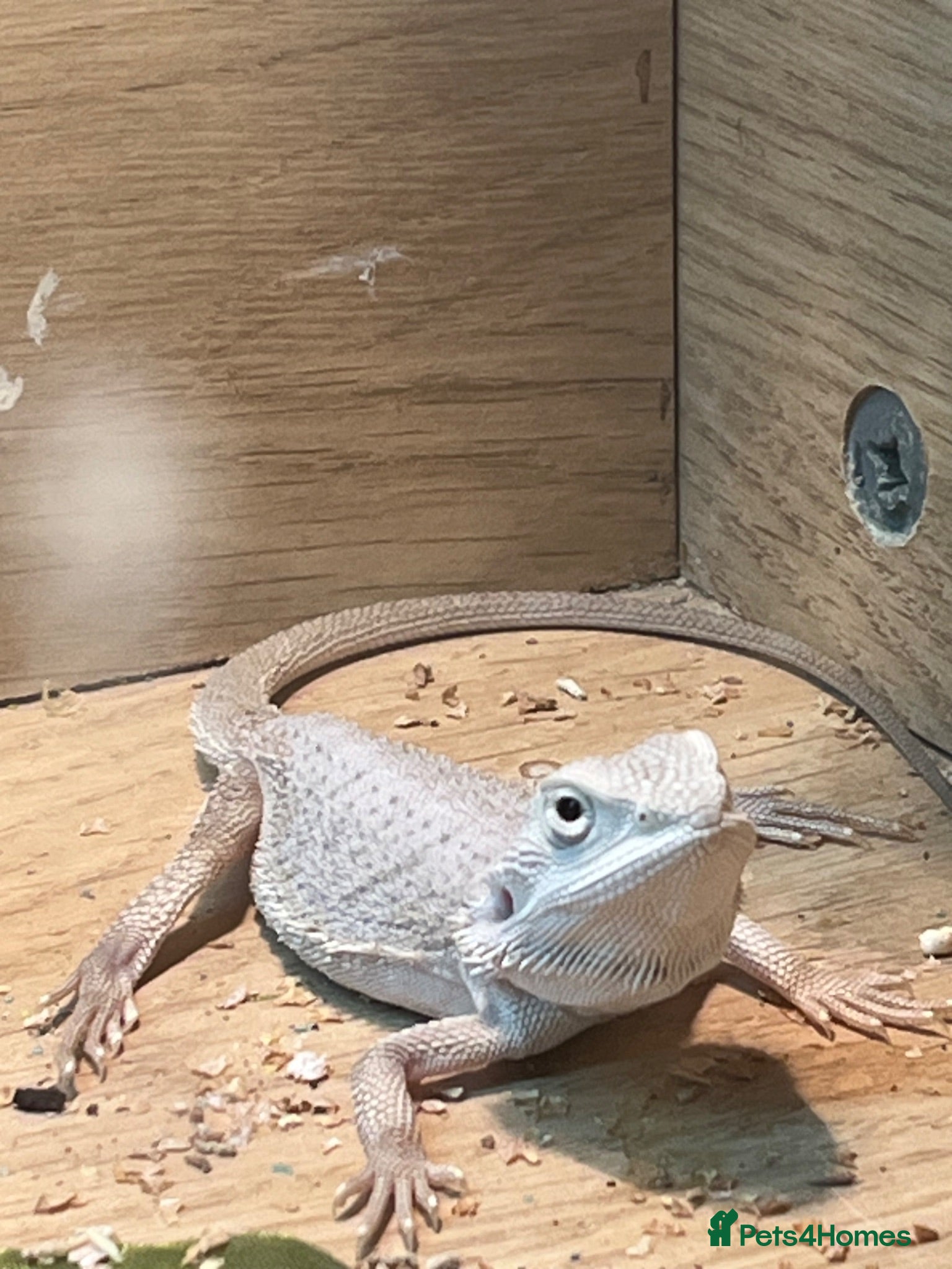 Bearded Dragon reptiles Snow White x zero bearded dragon  - Advert 1
