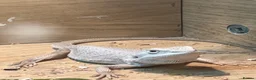 Bearded Dragon reptiles for sale: Snow White x zero bearded dragon  in Birkenhead - Advert 1