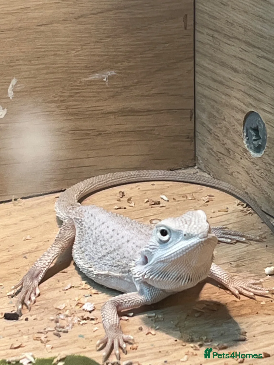 Bearded Dragon reptiles for sale: Snow White x zero bearded dragon  in Birkenhead - Advert 1