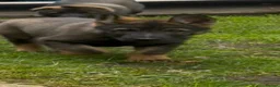 German Shepherd dogs for sale: German Shepherd Puppies Exceptional Bloodlines - Advert 3
