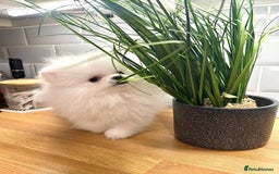 Pomeranian dogs for sale: Korean–Russian Exclusive Teddy Bear Pomeranian ✨🐻 - Advert 11