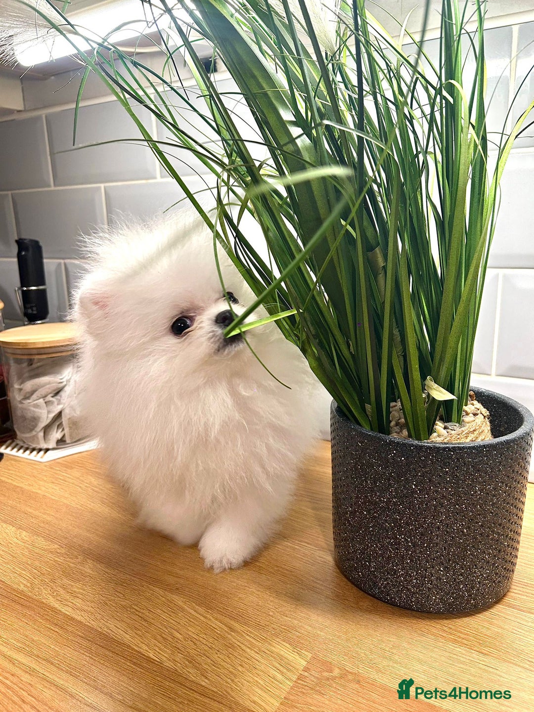 Pomeranian dogs for sale: Korean–Russian Exclusive Teddy Bear Pomeranian ✨🐻 - Advert 11