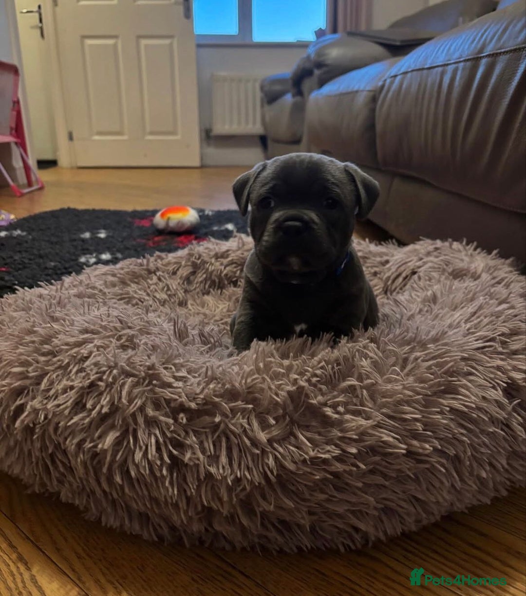 Staffordshire Bull Terrier dogs for sale: KC blue Staffordshire bull terrier puppies  - Advert 23