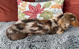Miniature Dachshund dogs for sale: Long haired mini dachshund pups  - Image 4