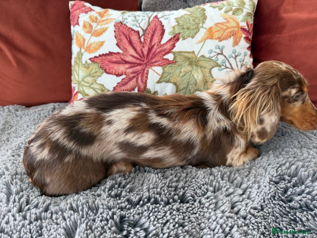 Miniature Dachshund dogs for sale: Long haired mini dachshund pups  - Image 4
