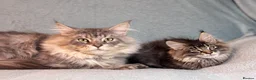 Maine Coon cats for sale: TICA registered Maine Coon Kitten  - Advert 1