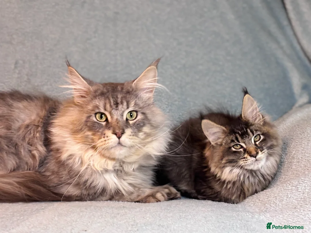 Maine Coon cats for sale: TICA registered Maine Coon Kitten  - Advert 1