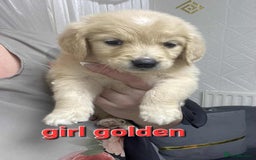 Goldendoodle dogs for sale: 🥰READY NOW GOLDENDOODLES🥰 - Image 3