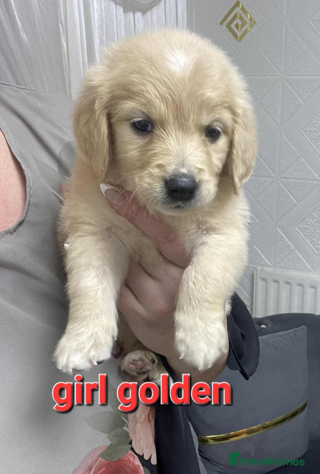 Goldendoodle dogs for sale: 🥰READY NOW GOLDENDOODLES🥰 - Image 3