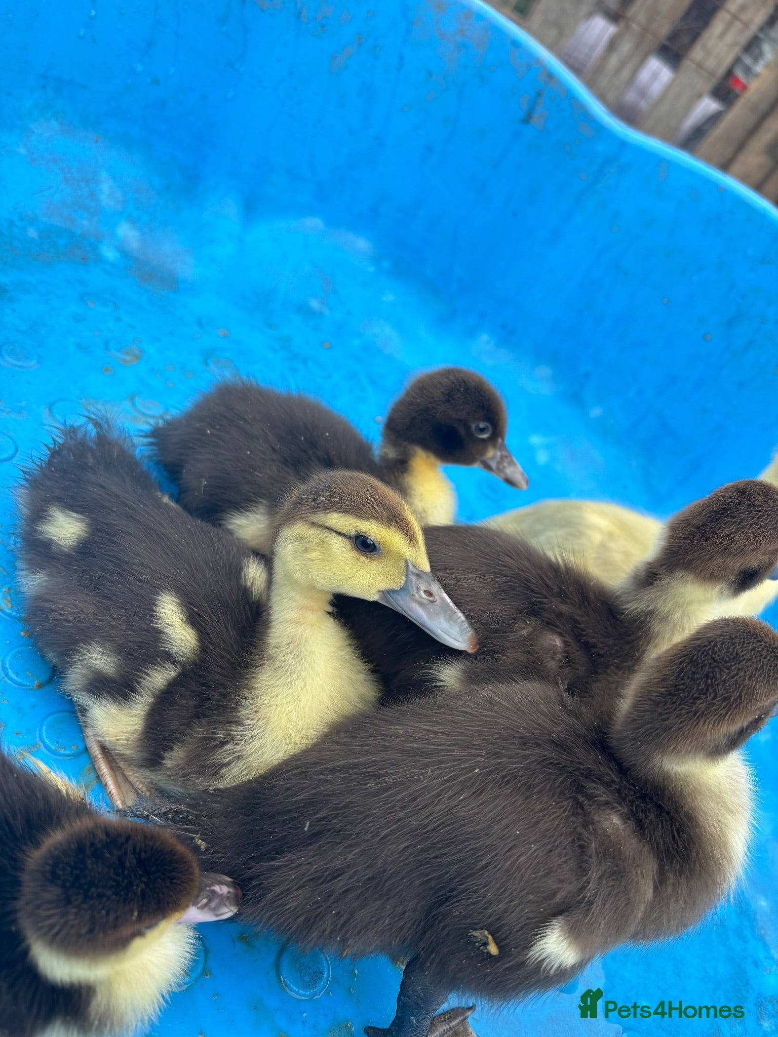 Ducks poultry Muscovy ducklings  - Advert 15
