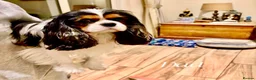 Cavalier King Charles Spaniel dogs for sale: ❤️🐾 THIS CUTIE IS LOOKING FOR HER FOREVER 🏠! 🐾 - Advert 9